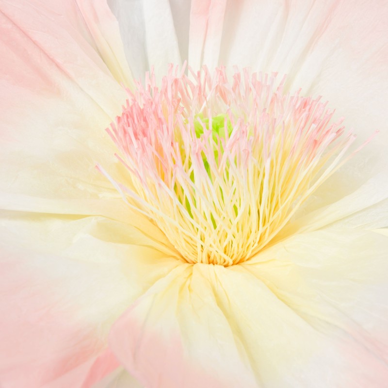 Fleur Pippa - Grand format|  Au Tombeau des Jaloux