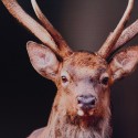 Toile Décorative "Cerf Élégant"| Au Tombeau des Jaloux