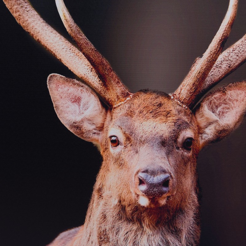 Toile Décorative "Cerf Élégant"| Au Tombeau des Jaloux